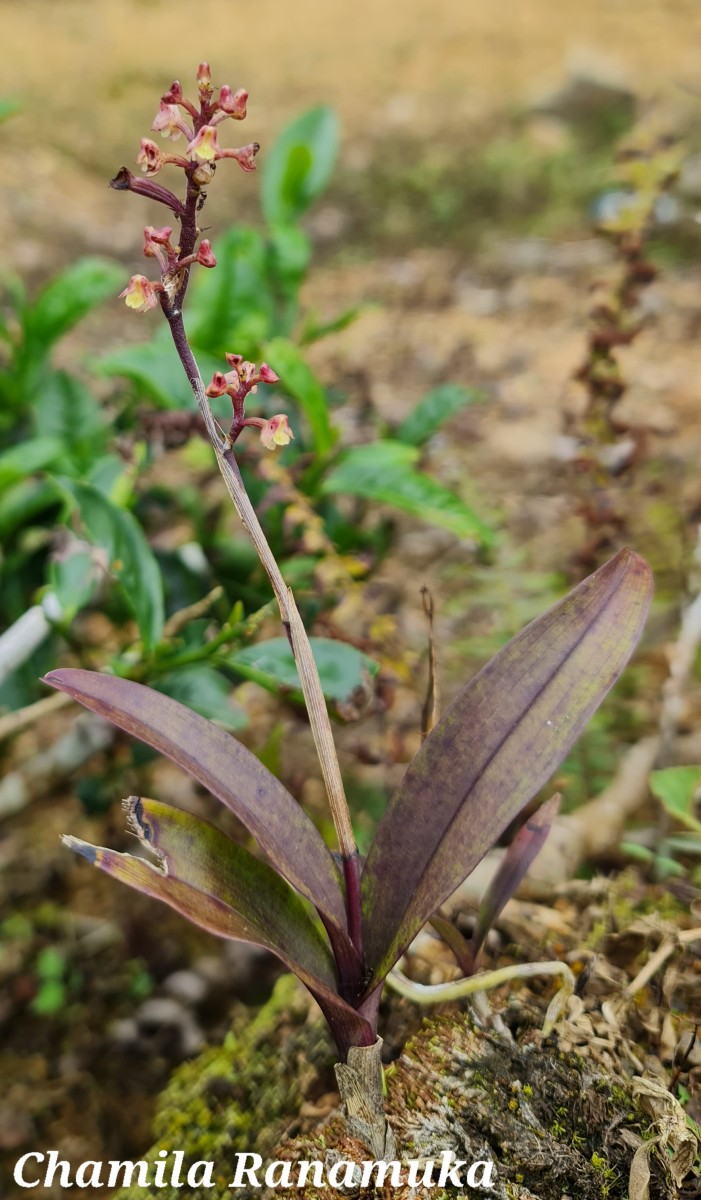 Polystachya concreta (Jacq.) Garay & H.R.Sweet